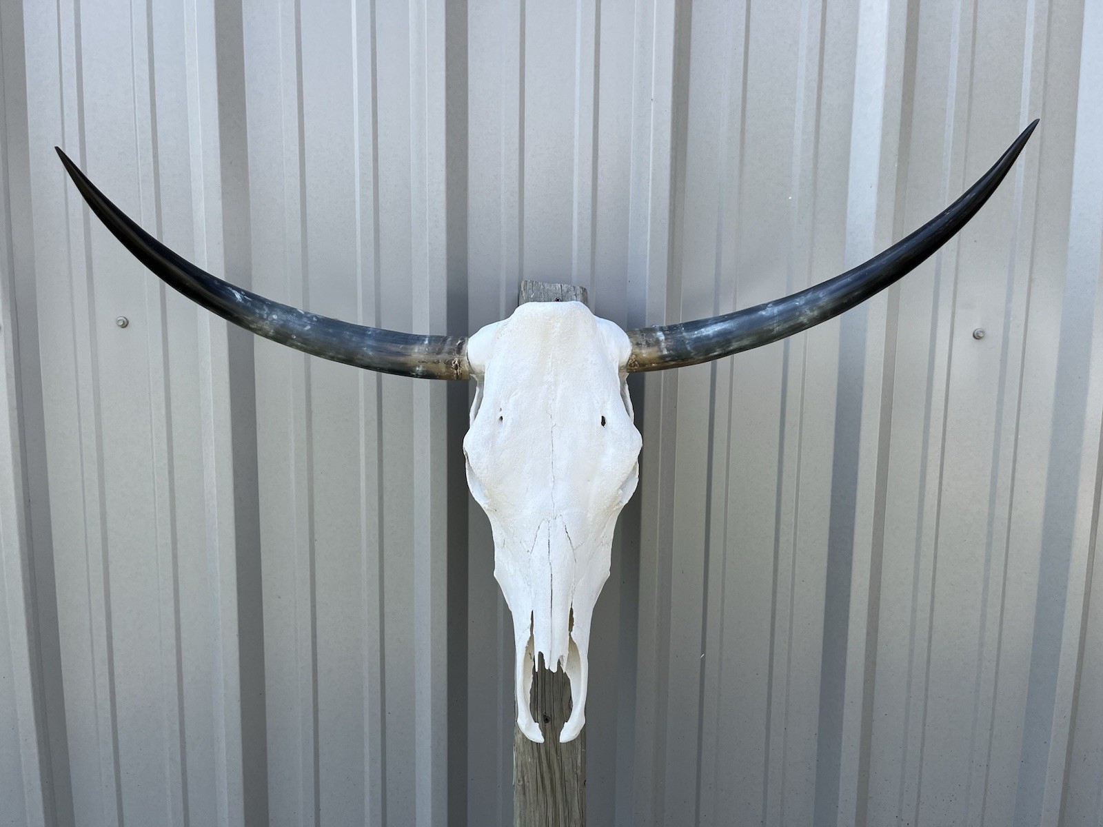 Longhorn STEER SKULL 3 Feet 1/2 Inch WIDE Polished Horns BULL HORN COW HEAD