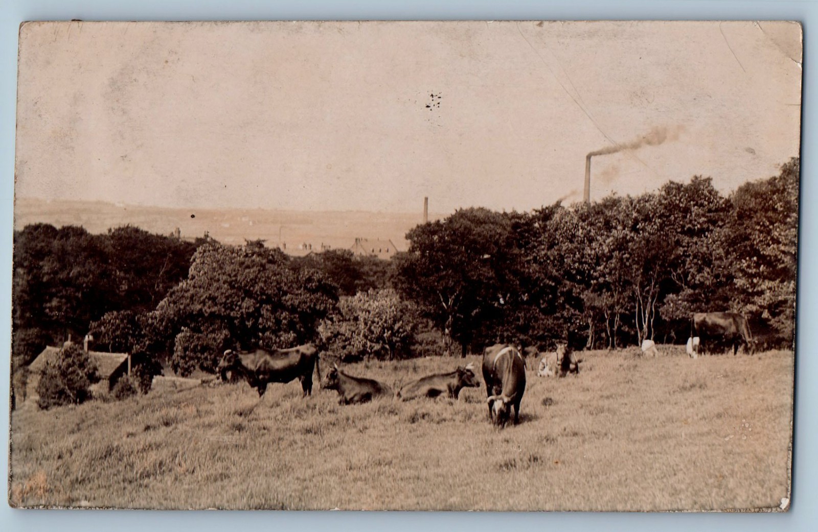 Lancashire England Postcard Darwen Animal in Grassy Area Factory 1906 RPPC Photo