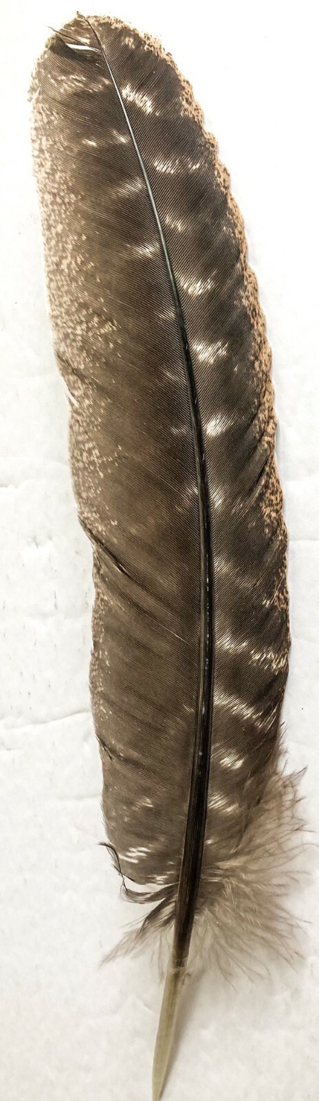 Smudge Feather Natural Wild Turkey Barred 9 – 12 inch for Smudging Blessing