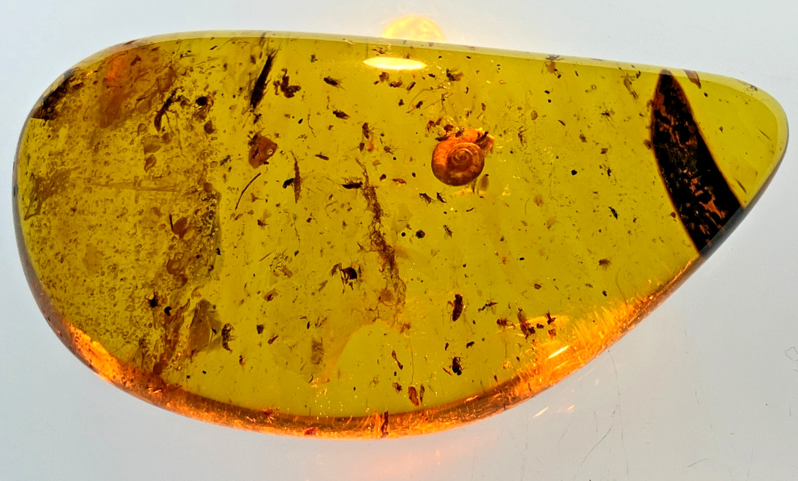 A101 BU7058 Beautiful Large Snail Menagerie in 21g Burmese Amber Burmite 99mya