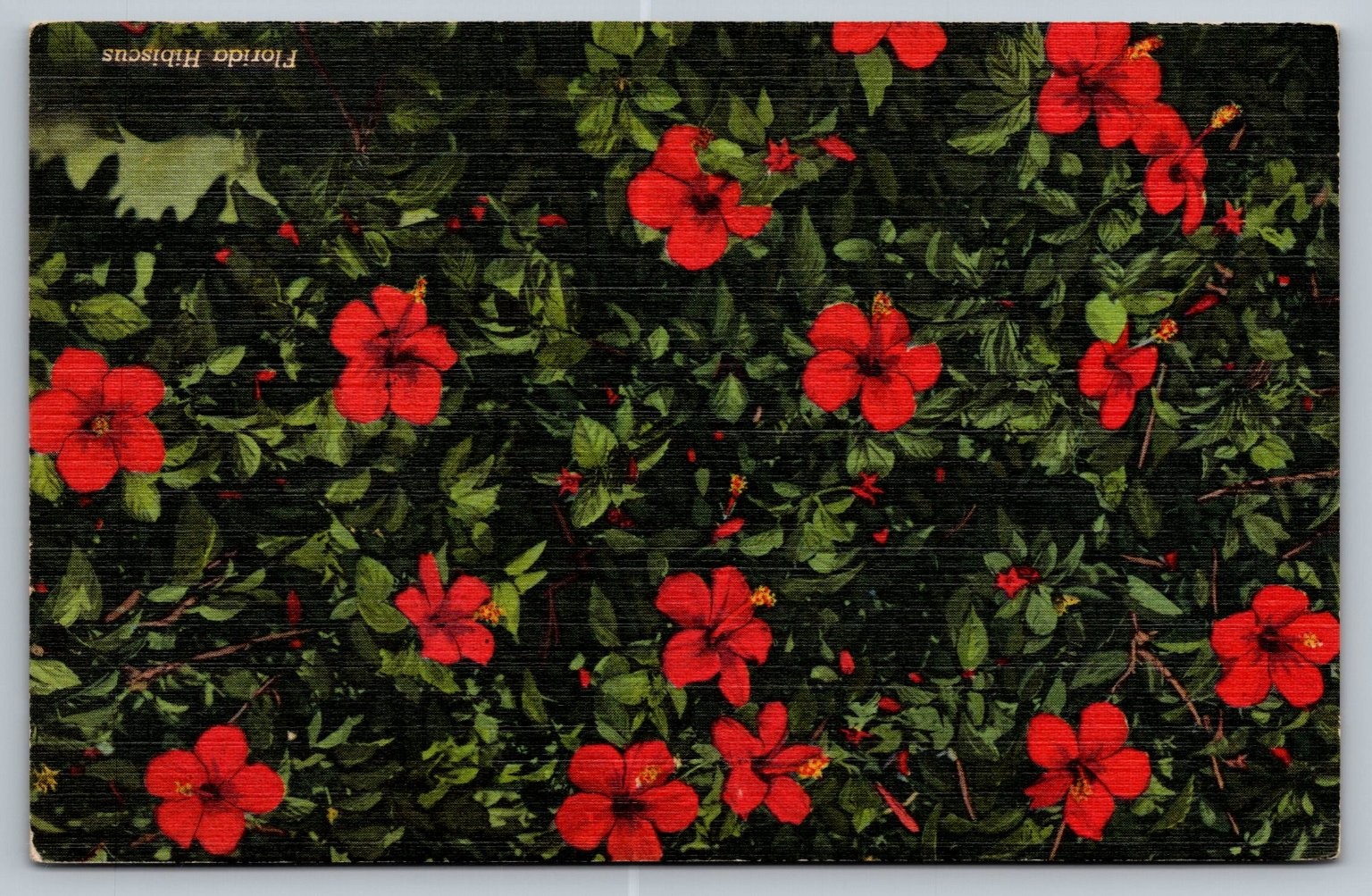 Vintage Florida Hibiscus Linen Postcard by Curt Teich Tropical Series