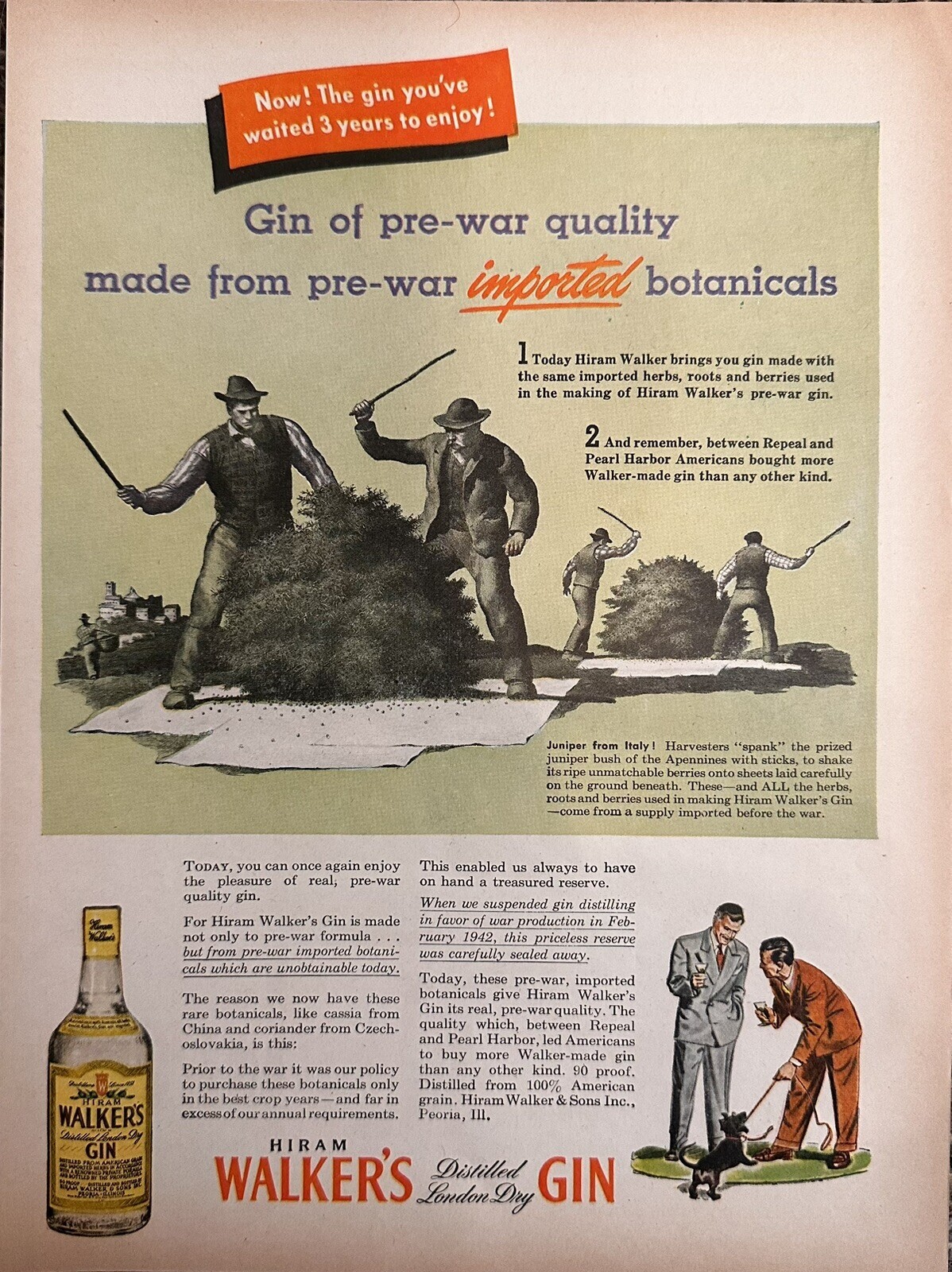 Hiram Walker’s Gin Advertisement (Approx. 8×11) – Imported Botanicals