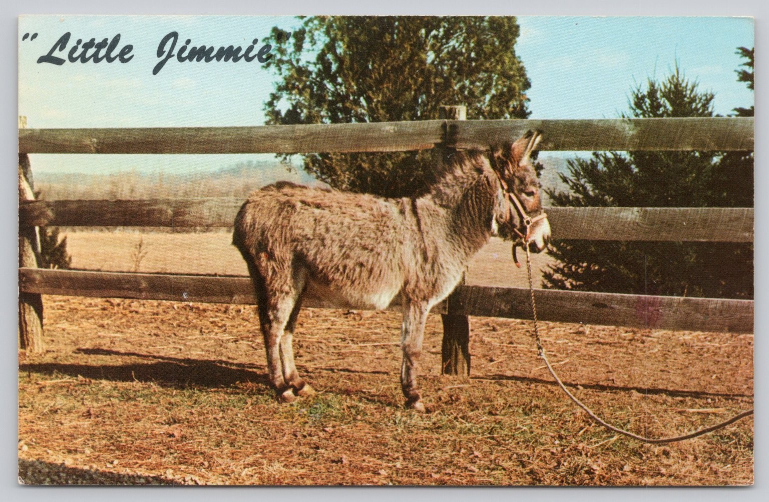 Little Jimmie World’s Smallest Mule Ohio Kentucky Fairs Chrome Postcard