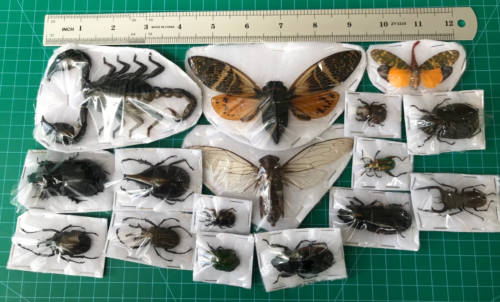15 Dried Beetle Scorpion Cicadas Insects Bugs Real Taxidermy Oddities Decor
