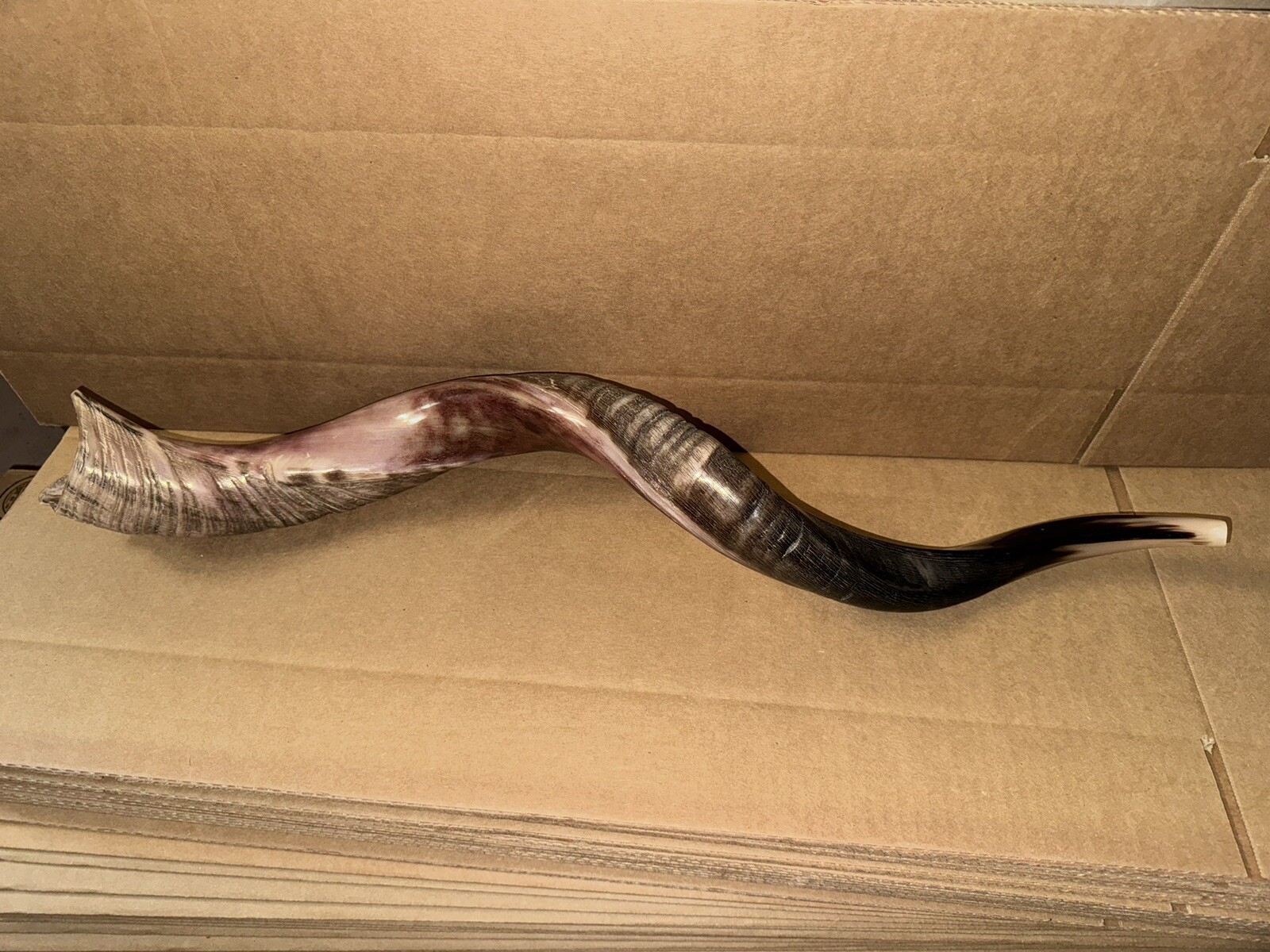 Shofar Yemenite Kudu Horn XL 31”- 41” New KOSHER+Free Odor Spray Free Shipping