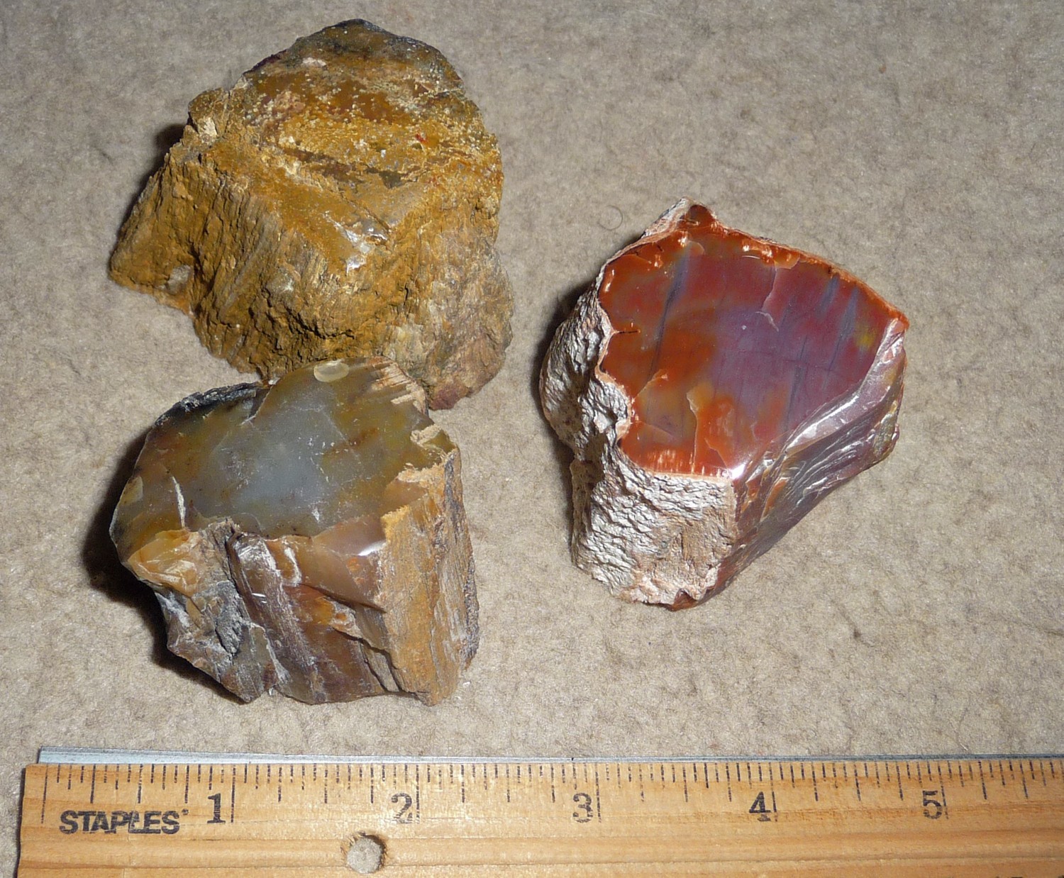 3 Polished Petrified Wood Limb Casts All different woods, one Arizona Rainbow