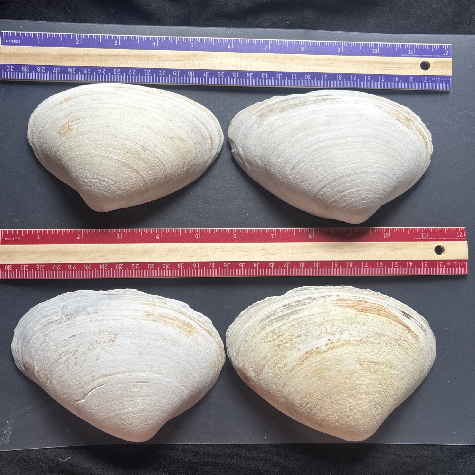 Clam Shell LOT, (4) Sea Clams, Large size crafts, smudging wiccan rituals lot34