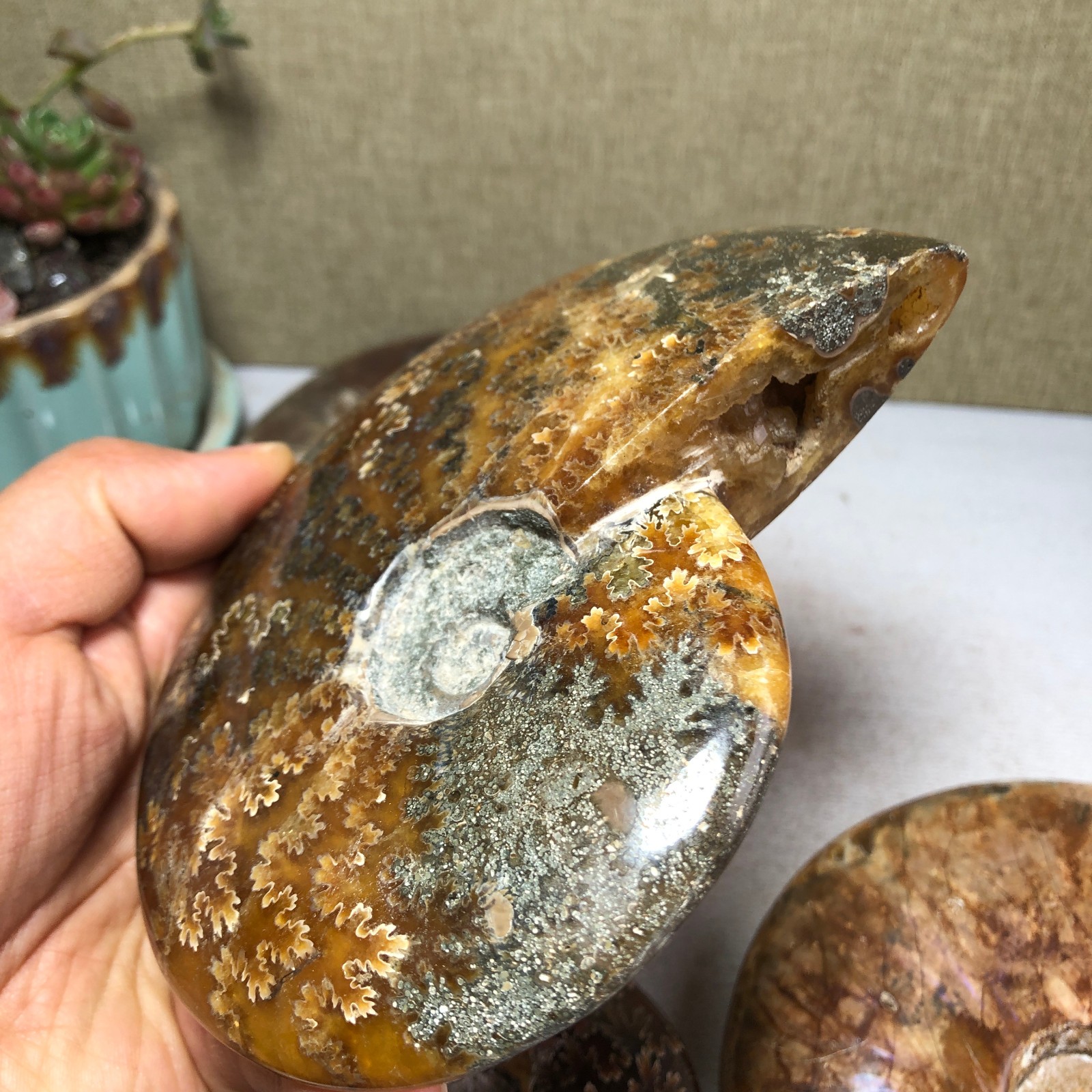 4pcs Natural conch Ammonite Crystal mineral original specimens 1.96kg A3926