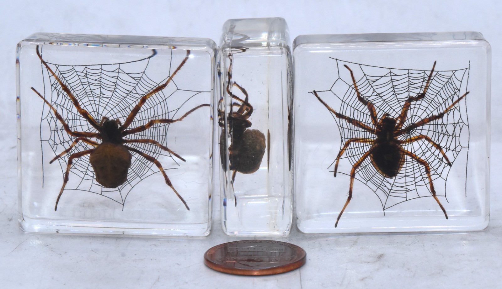 38mm Real Wolf Spider on Web in Clear Lucite Resin Preserved Arachnoids Specimen