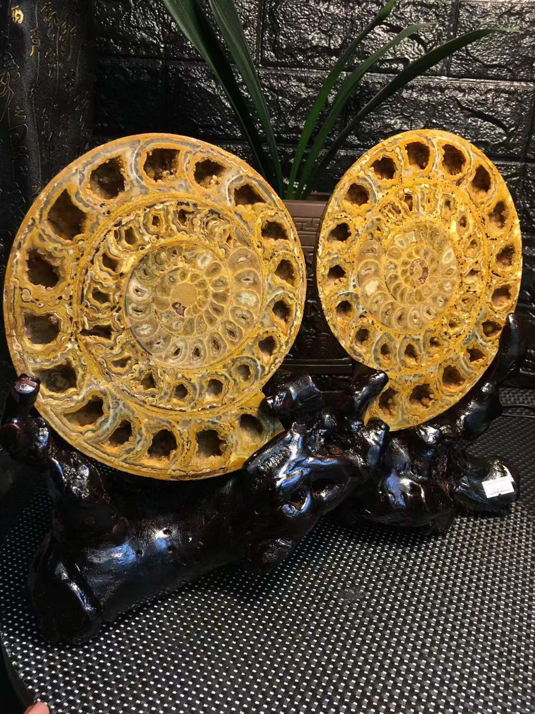 6.97LB A Pair Natural Ammonite Fossil Quartz Crystal Specimen Reiki Healing