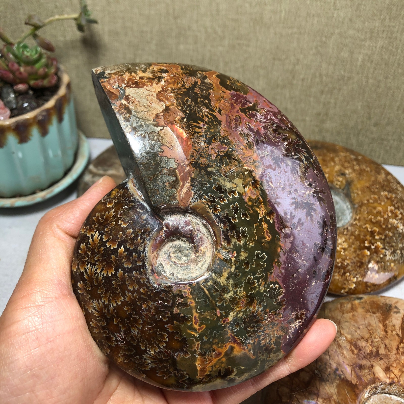 4pcs Natural conch Ammonite Crystal mineral original specimens 1.96kg A3926