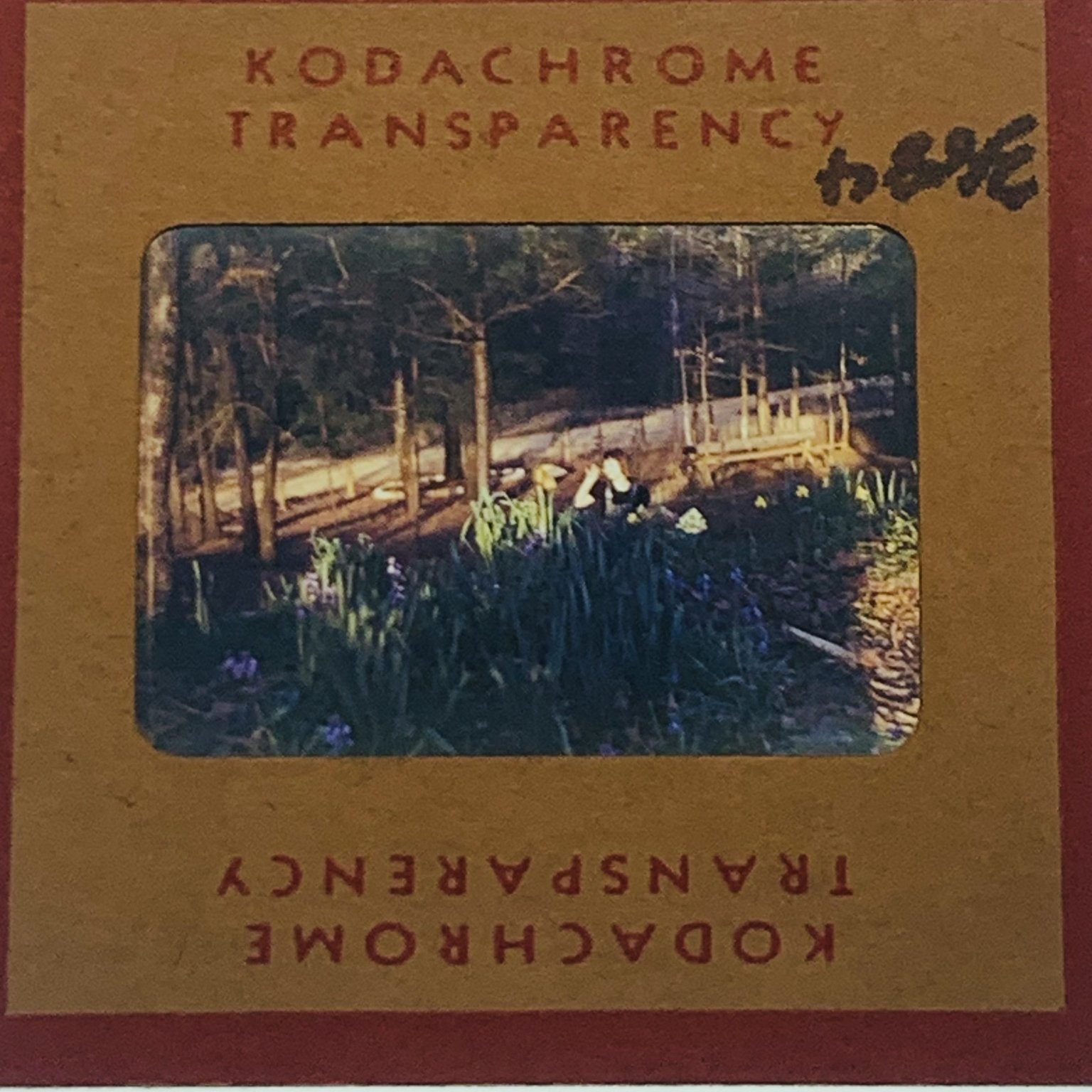 Vintage Kodachrome 35mm Slide Woman in Garden Flowers Nature Forest