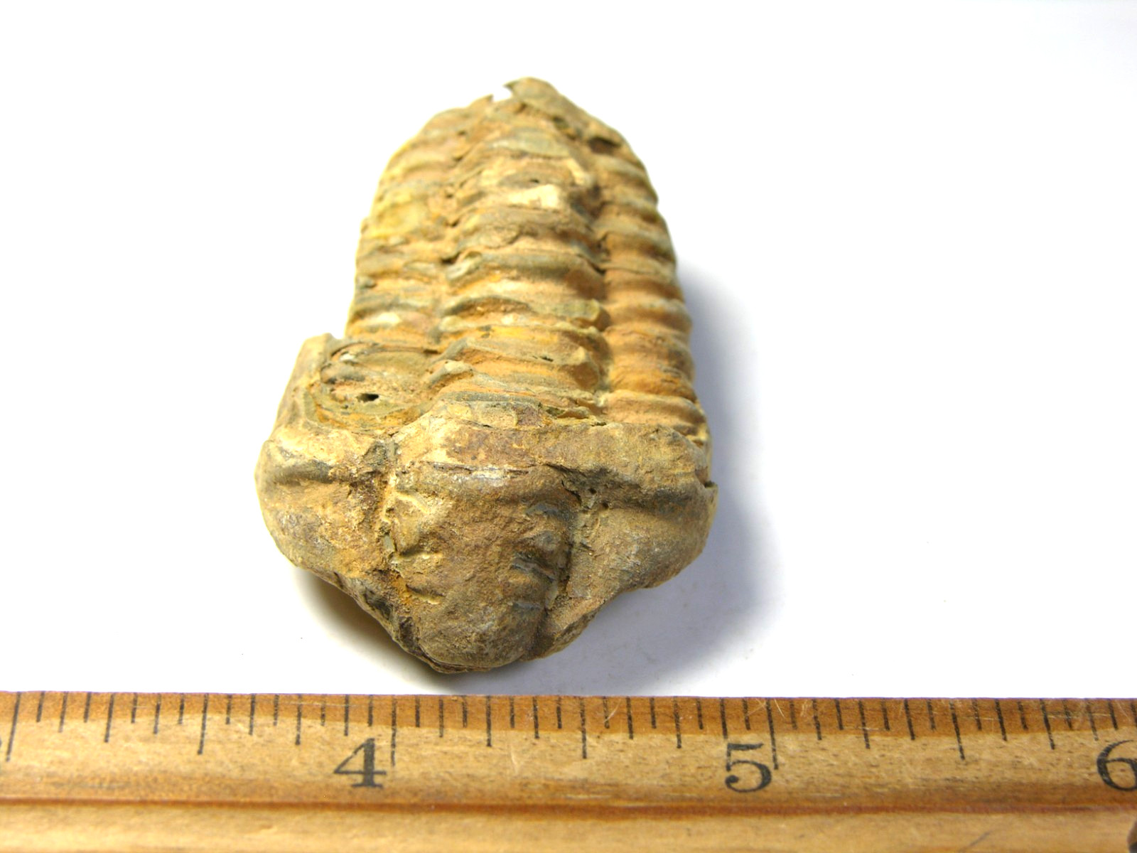 Trilobite fossil Ordovician Period 450 million years old 1-0.4″ inch gt81