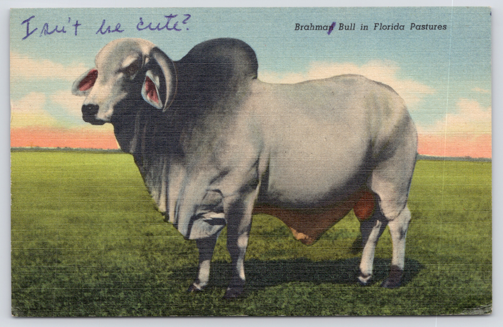 c1935 Brahman Bull in Florida Pastures, ‘Isn’t He Cute?’ Postcard, Cattle Ranch
