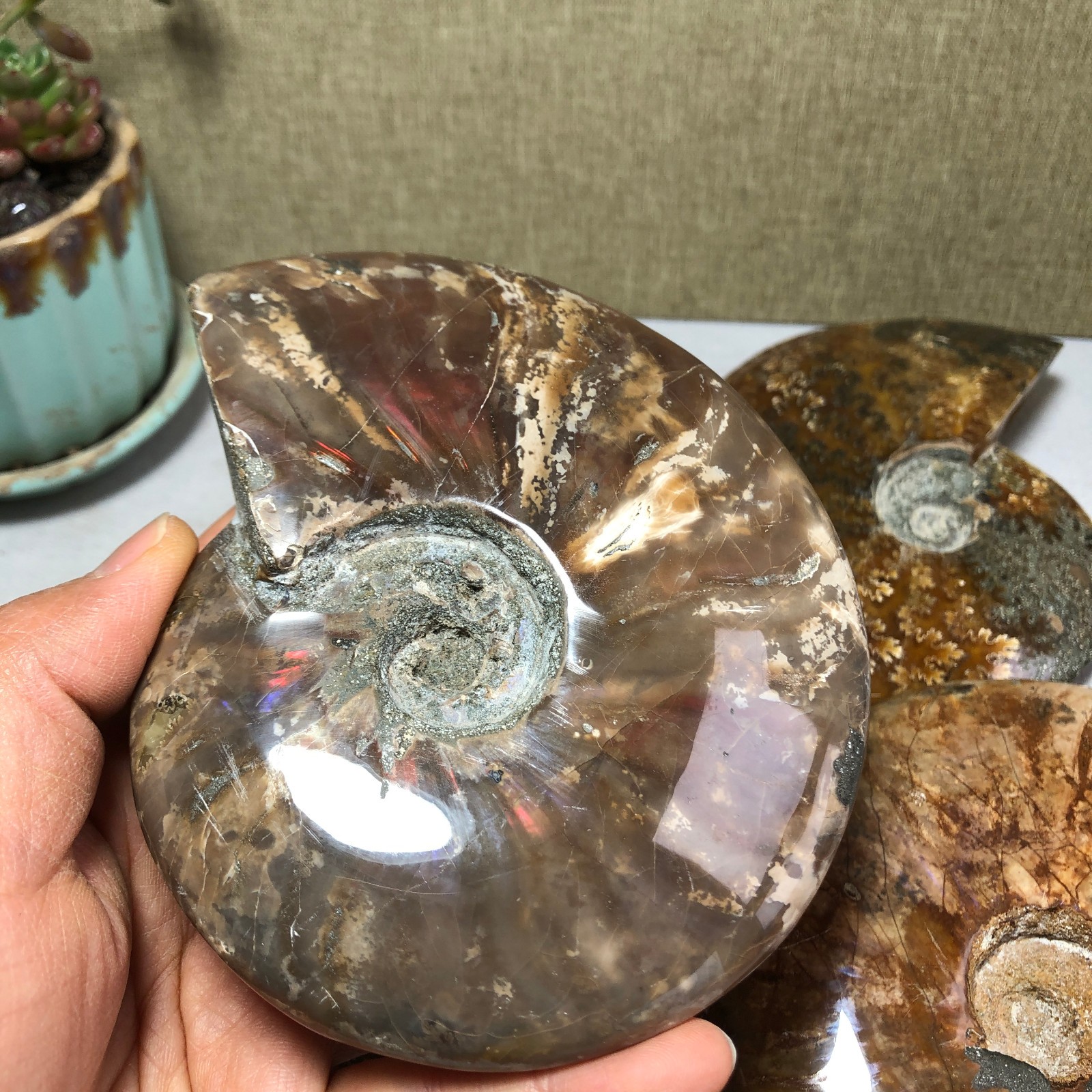 4pcs Natural conch Ammonite Crystal mineral original specimens 1.96kg A3926