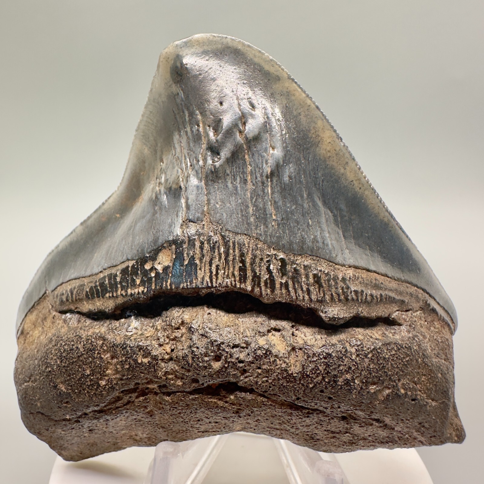 Rarely Offered Strongly DEFORMED 3.31″ Fossil MEGALODON Shark Tooth – USA