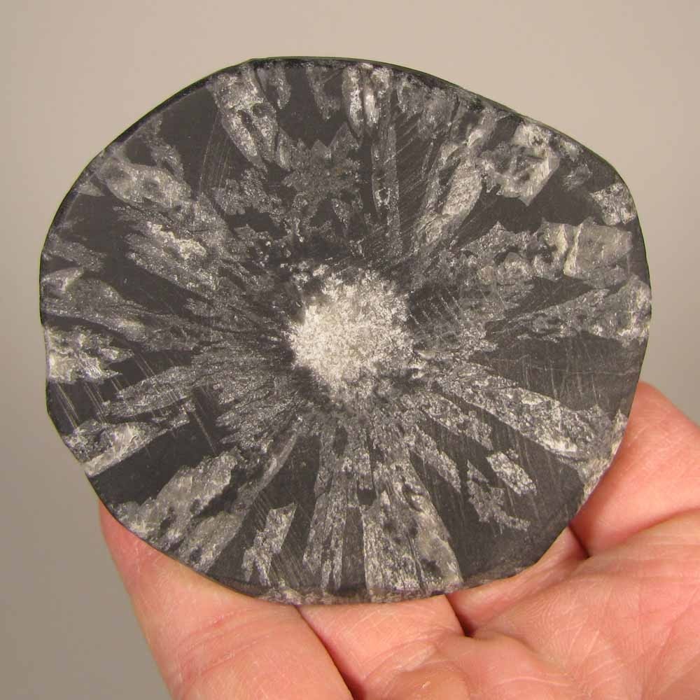 2.9″ CHRYSANTHEMUM STONE Natural Flower Crystals Palm Stone – Hubei, China