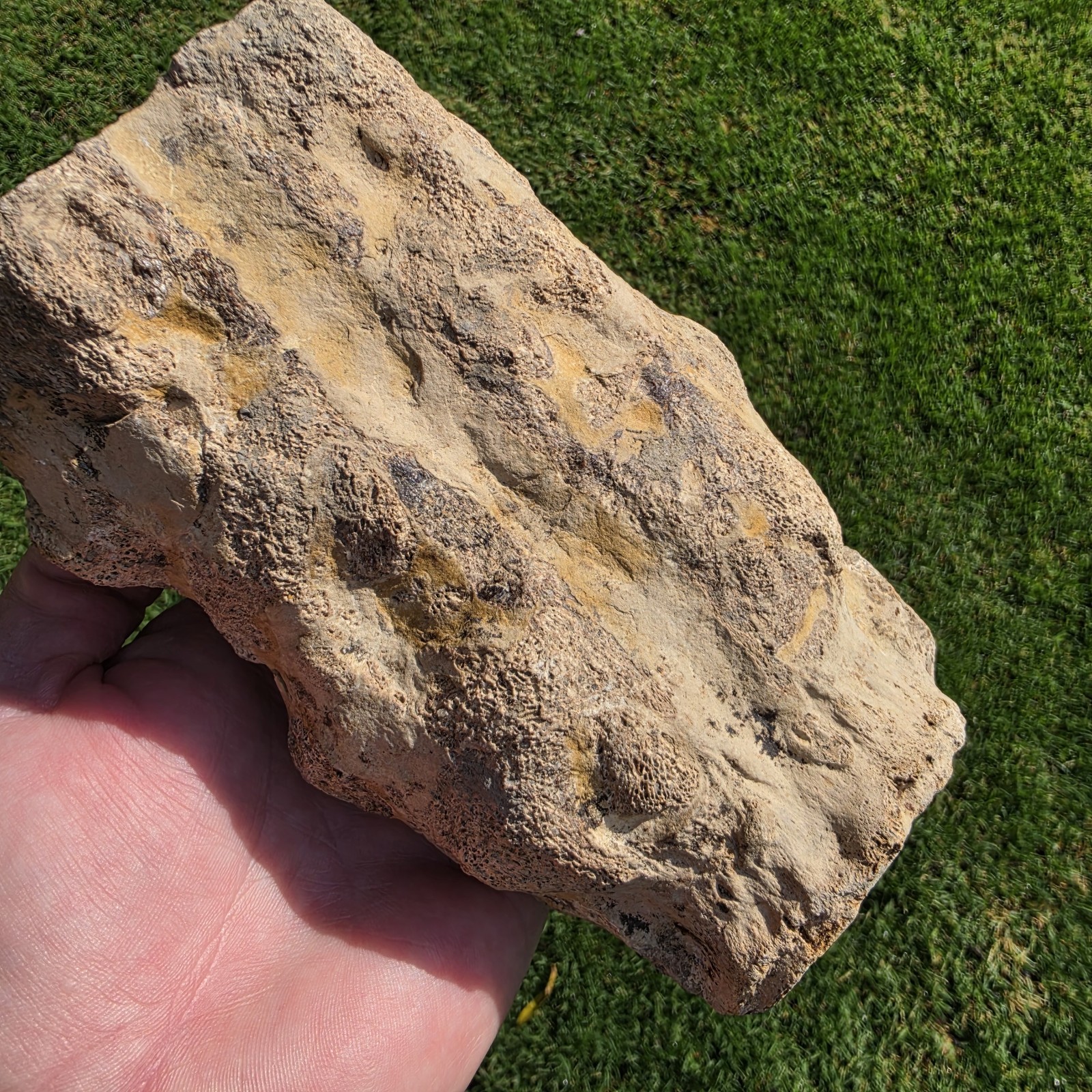 6+” MASSIVE Tylosaurus Rex 3 Pathologic FUSED TAIL Vertebrae TX Fossil Mosasaur