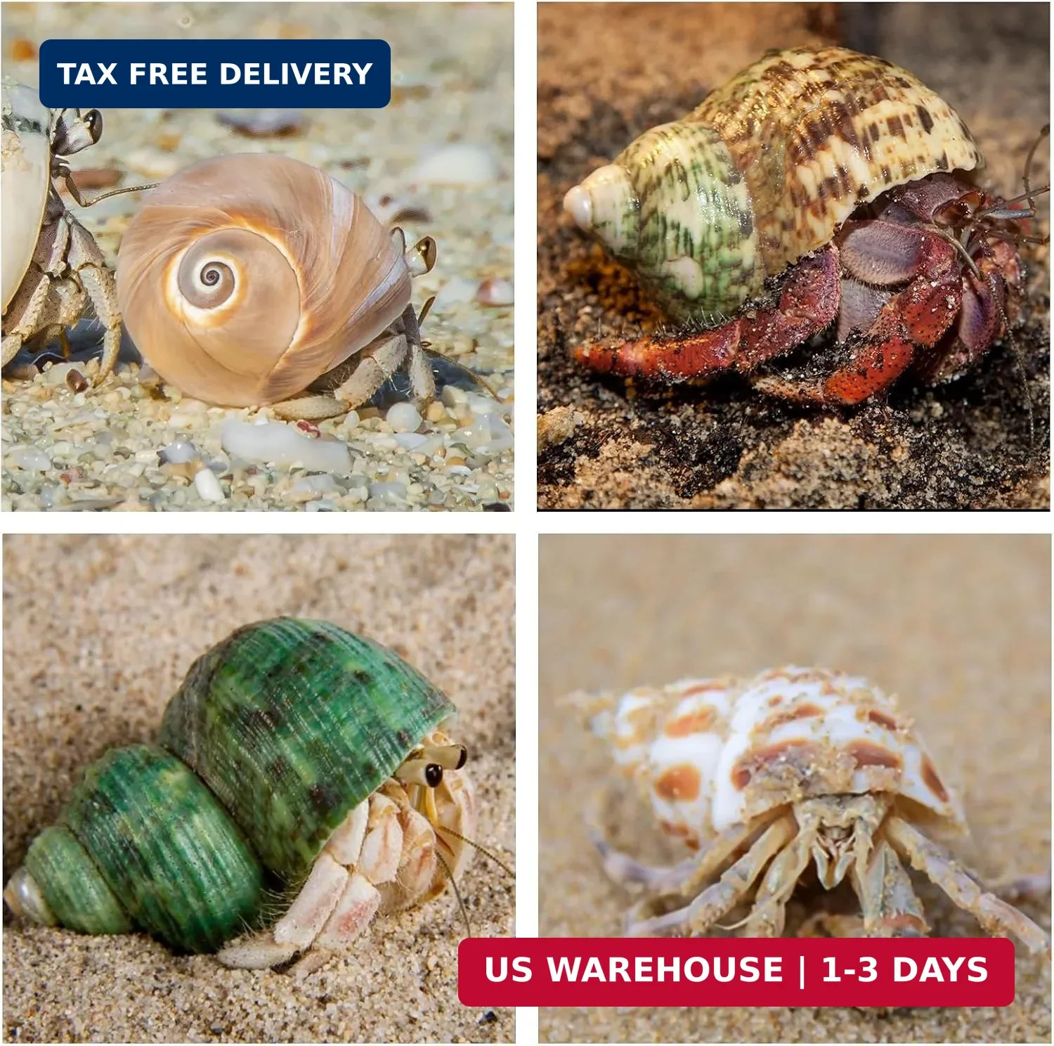 5PCS Hermit Crab Shells | Natural Sea Conch Size 2.1″ – 2.8″, Opening Size 0.9″