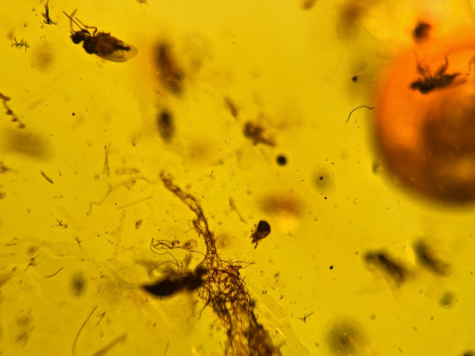 A101 BU7058 Beautiful Large Snail Menagerie in 21g Burmese Amber Burmite 99mya