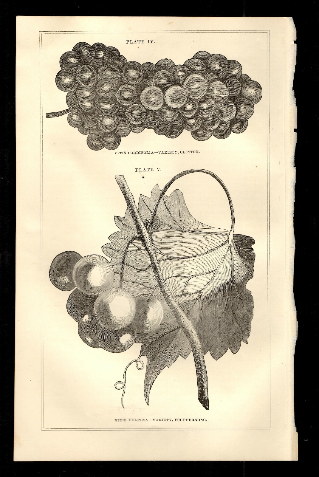 Commissioner of Agriculture 1869 Clinton – Scuppernong Grapes