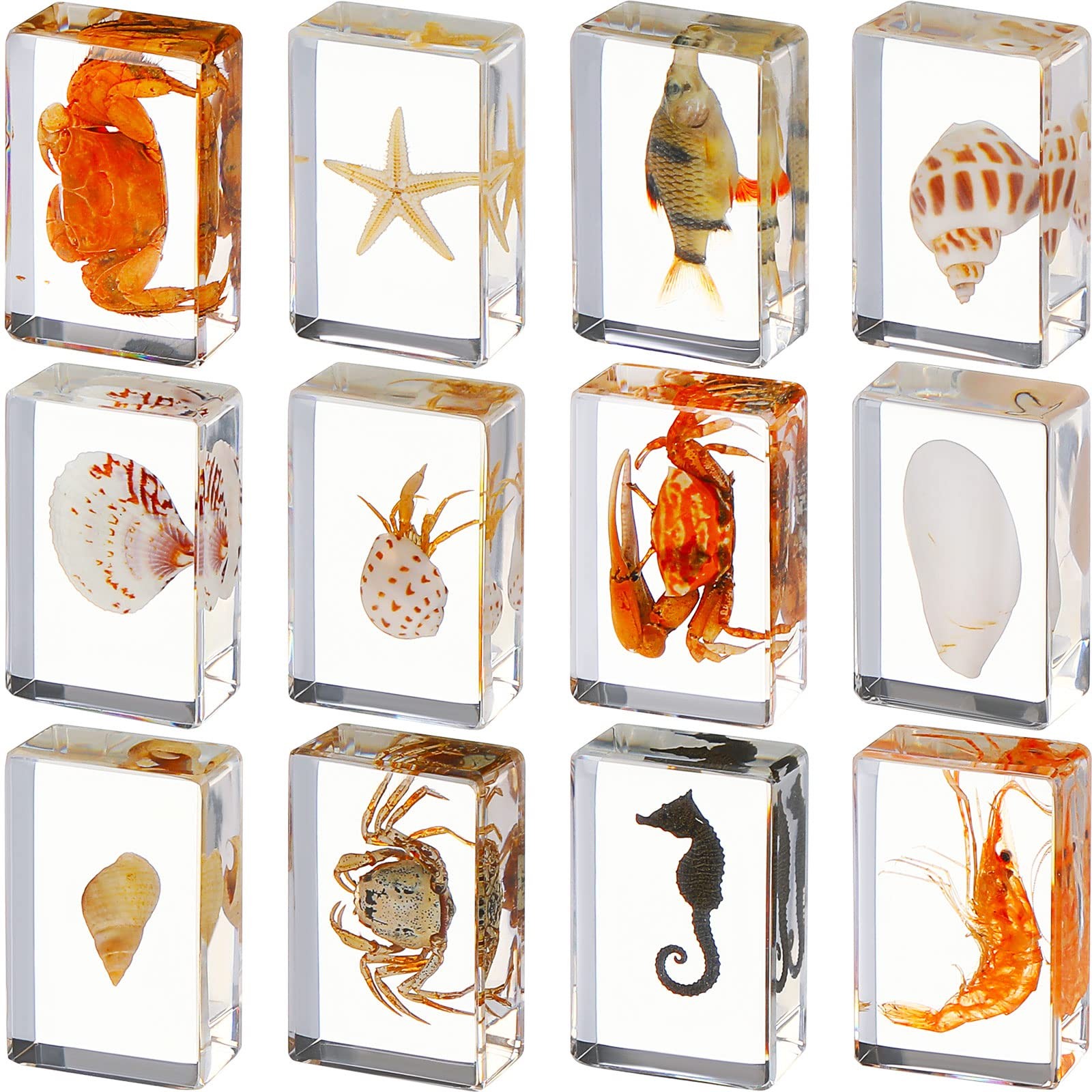 12 Pcs Insect Specimens Real Bugs in Resin Science Set