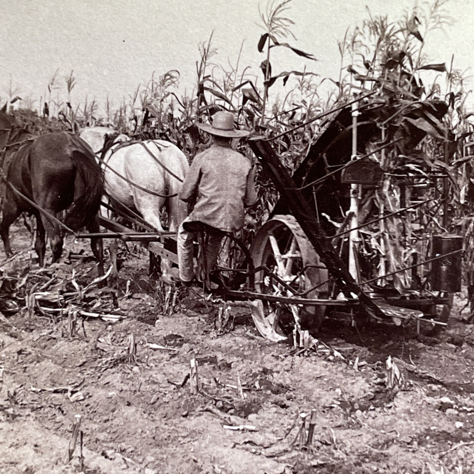 Michigan Corn Harvest Stereoview Underwood & Underwood 1903 Agriculture Farm