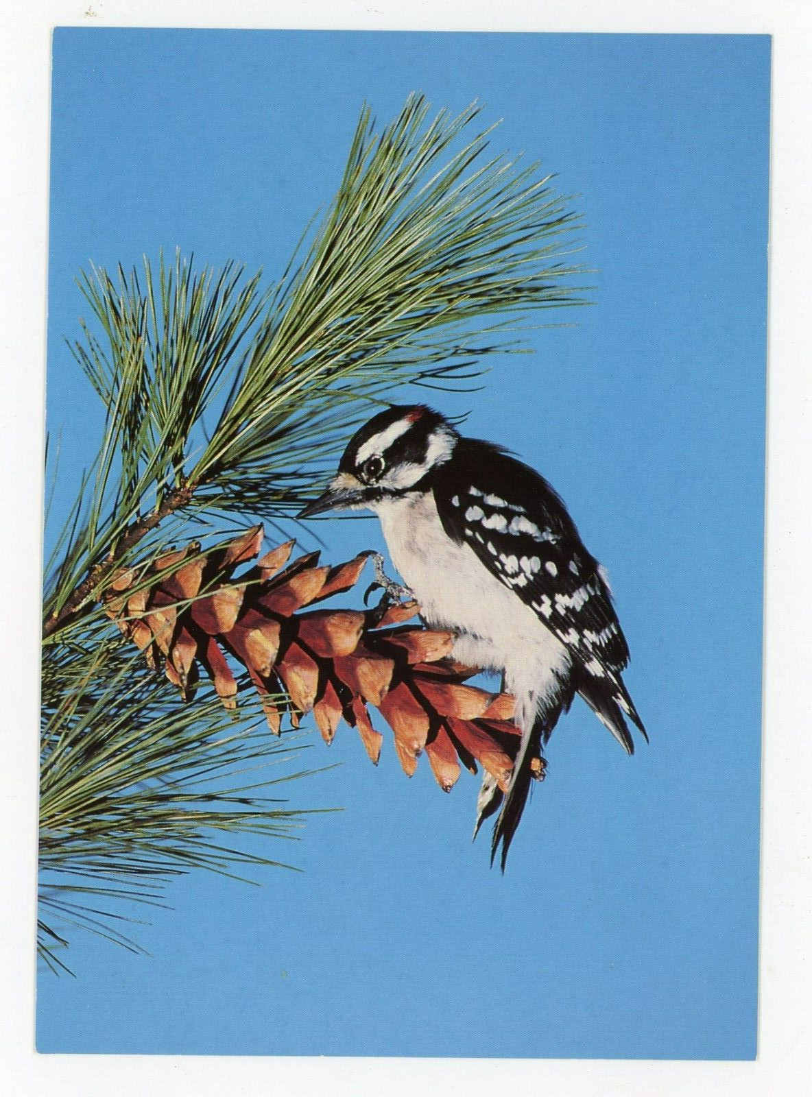 Postcard Animals Birds Downy Woodpecker Chrome Unposted 6×4
