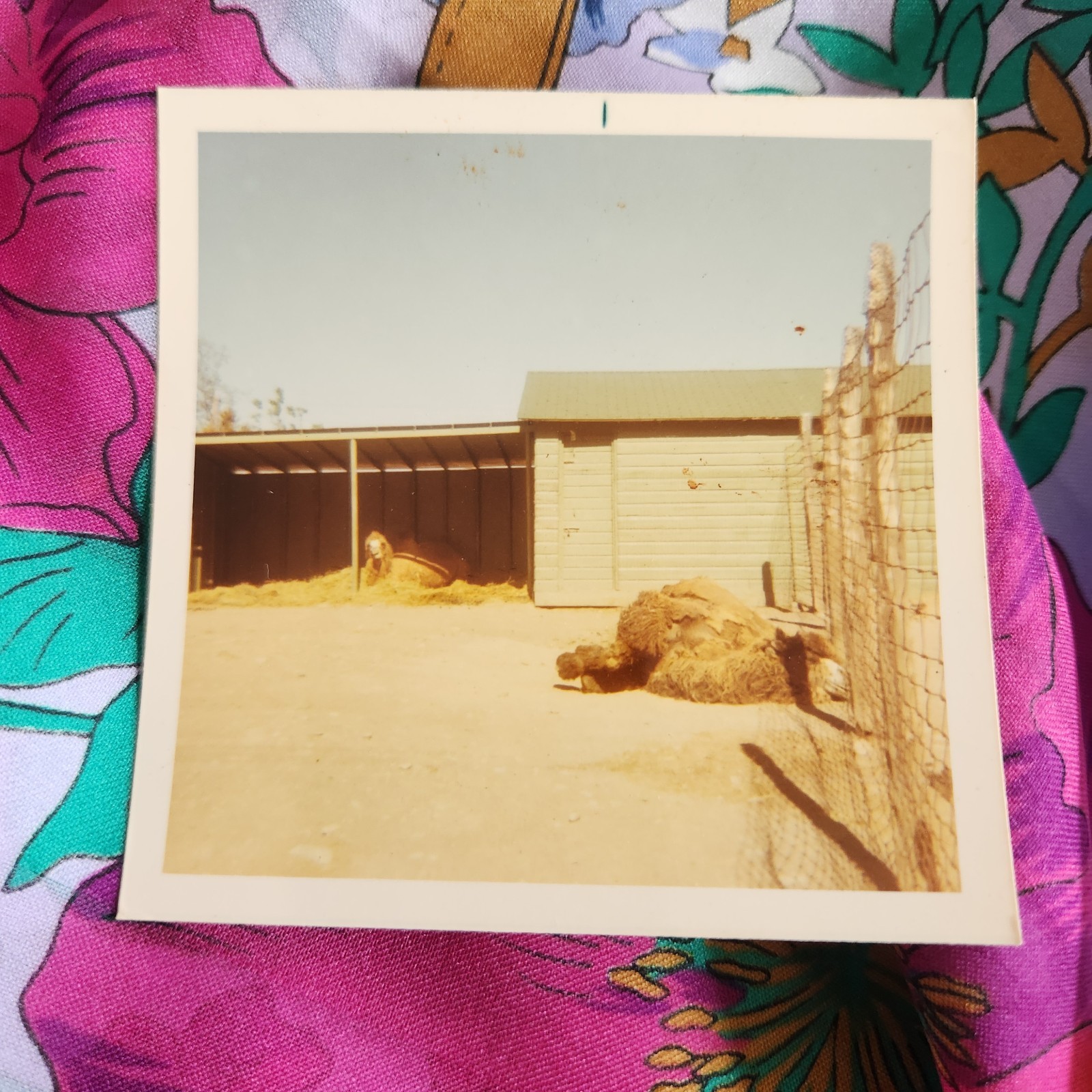 VTG 1960s Color Snapshot Photo Zoo Animals Alpaca Llama