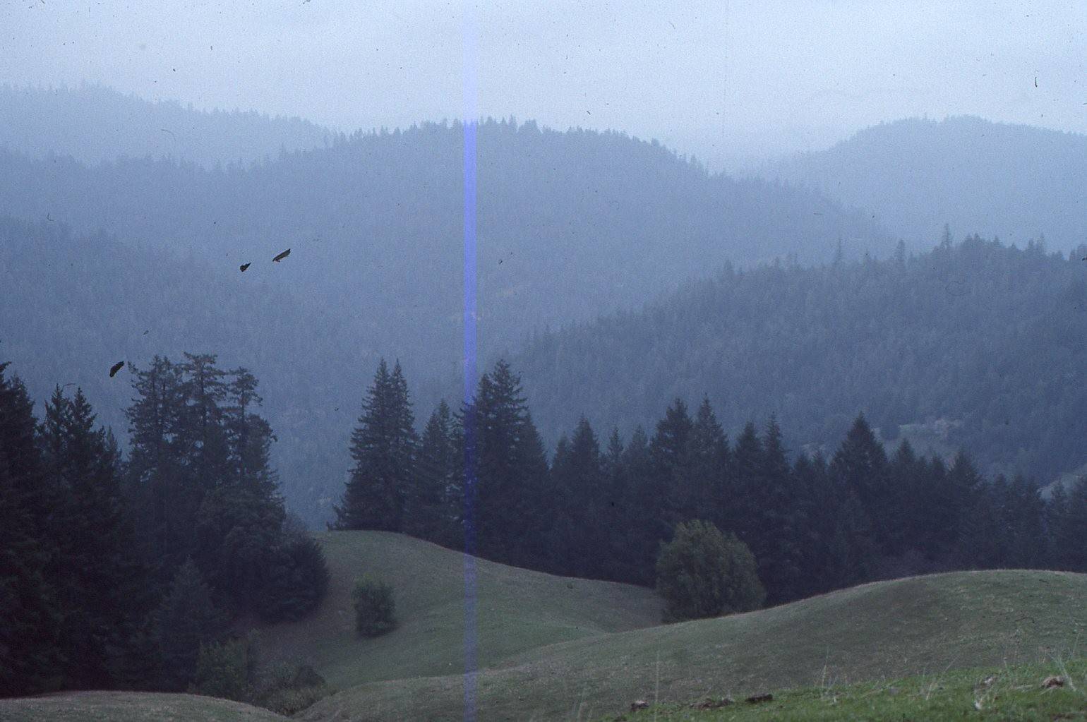 35 MM Color Slides Pro Photo Landscape Forest Hills Fog Misty #05