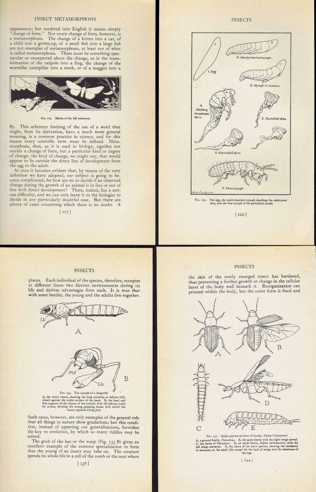 Insect Metamorphosis, Cicada, Moth, Beetle, Dragonfly -1934 Smithsonian Prints