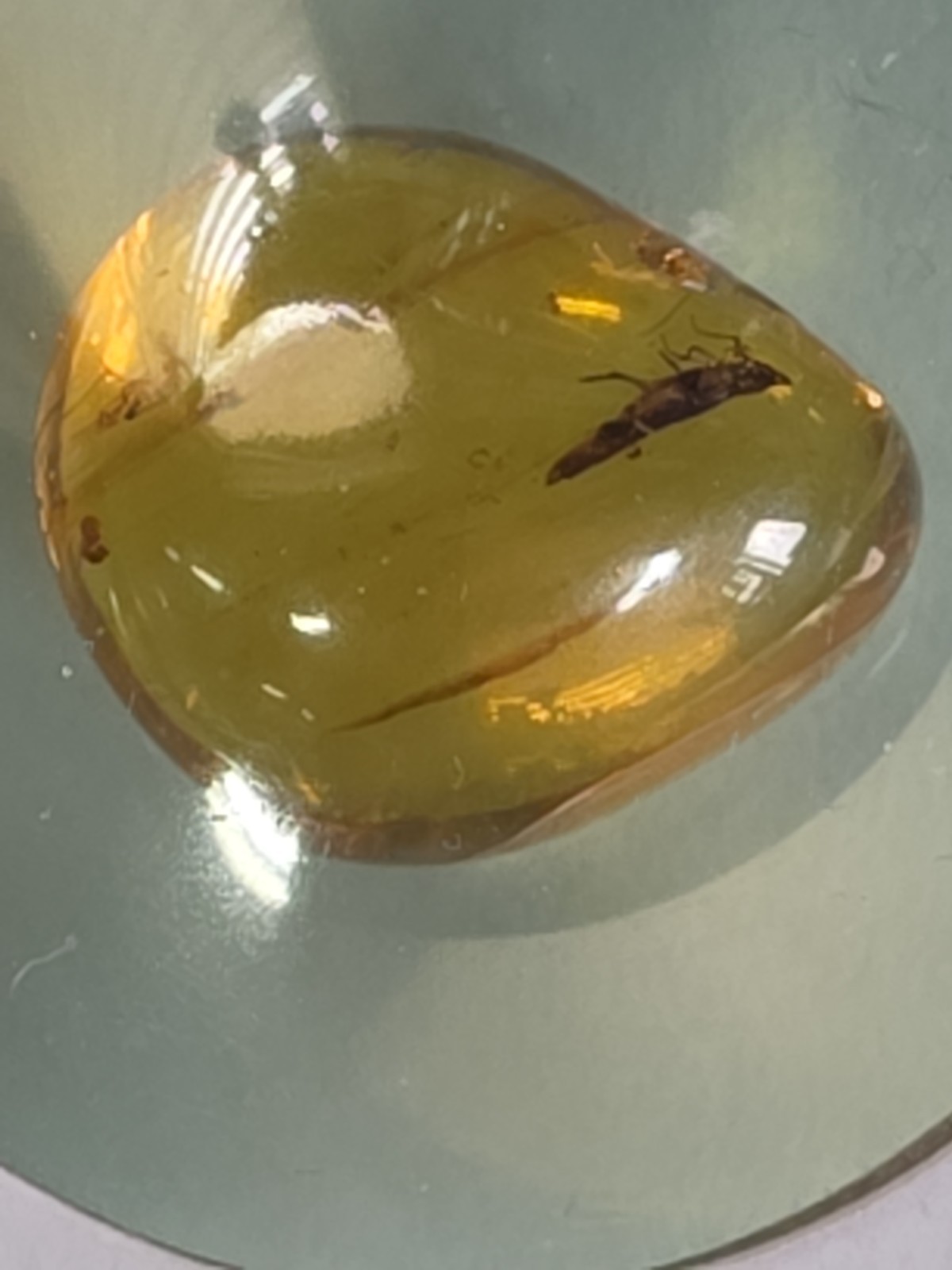 Rare Multi-Insect Amber Cabochon | 3 Prehistoric Insect Inclusions | 24mm Fossil