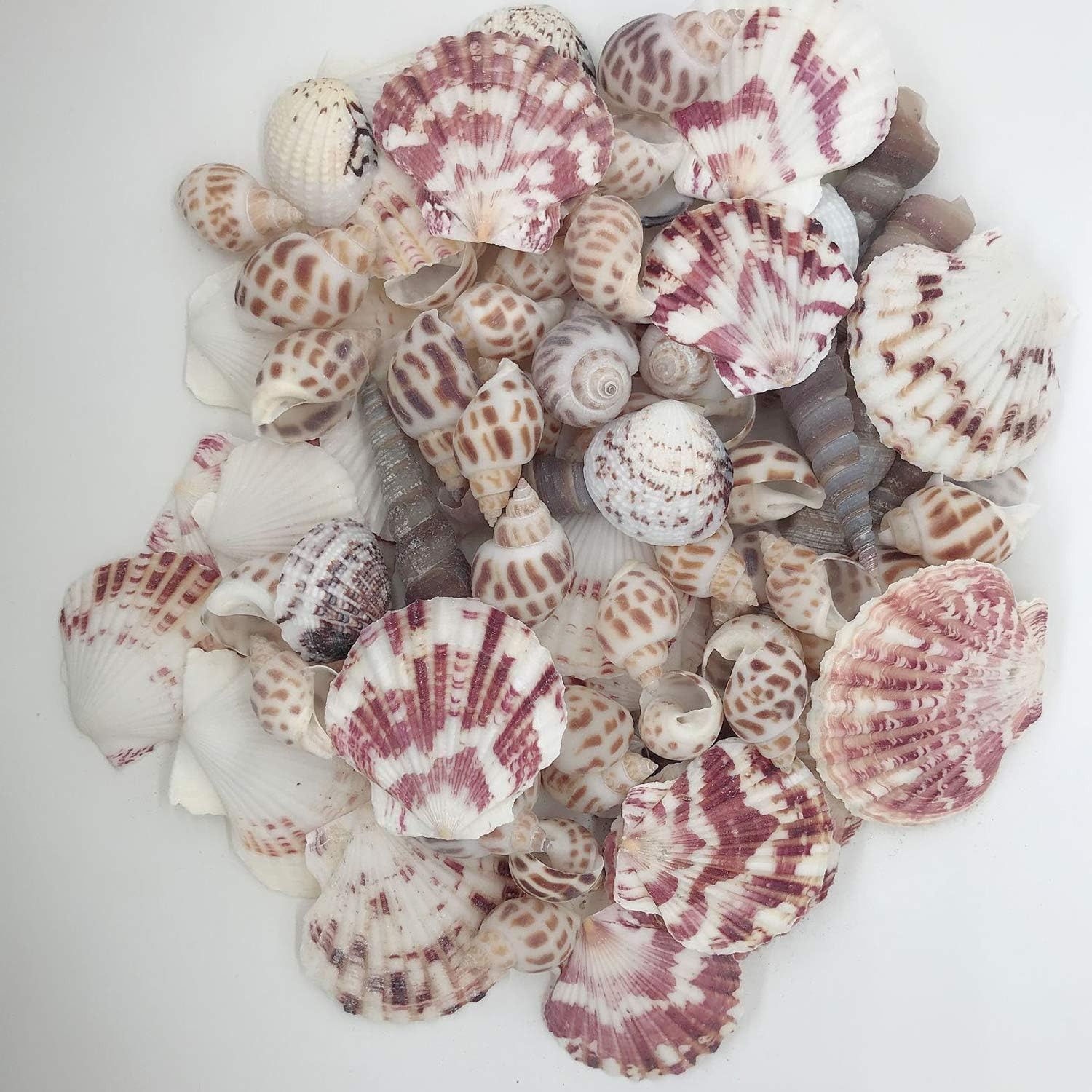 80PCS Mixed Sea Shells Beach Seashells Assorted Craft Shells up to 2 Inches