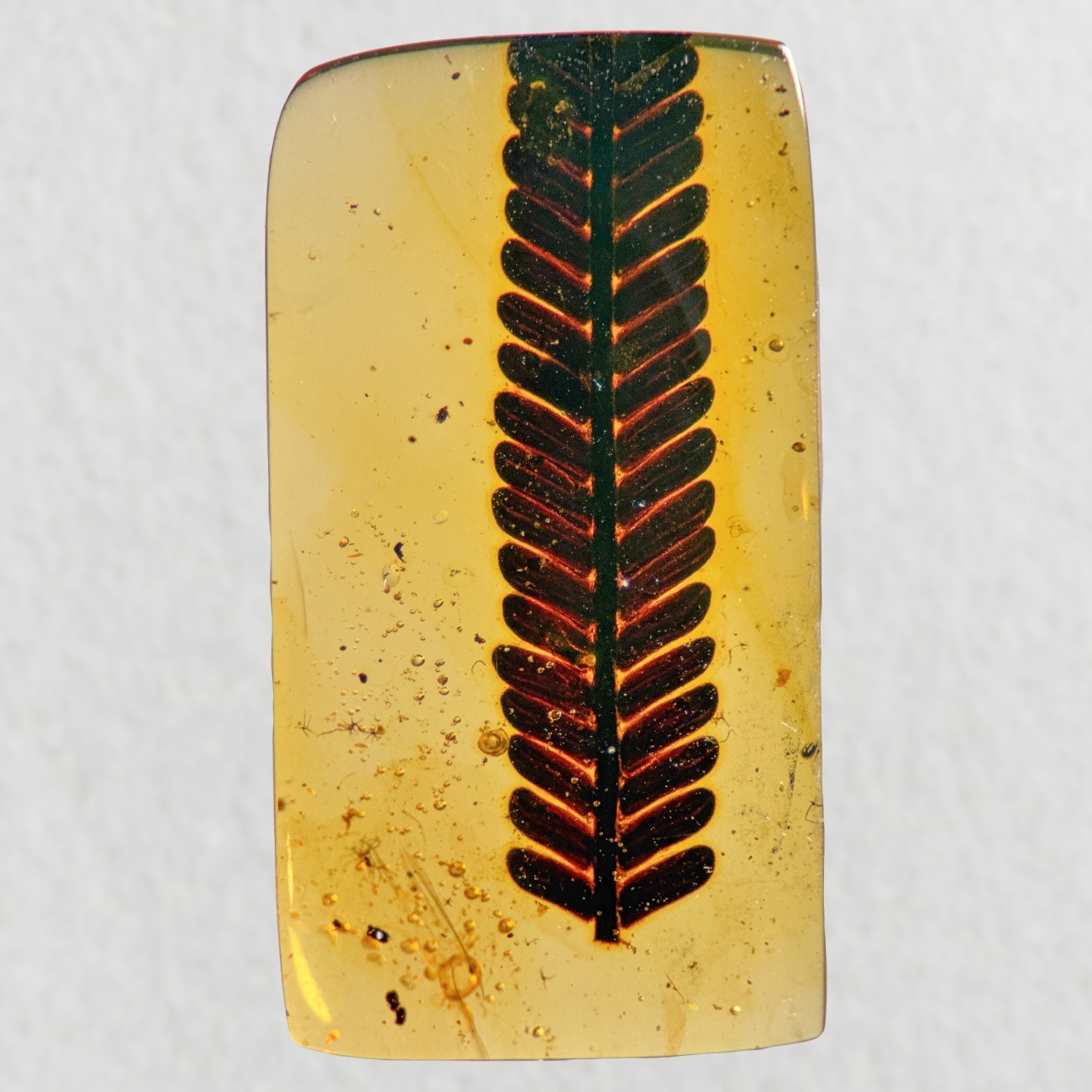 STUNNING LEAF inclusion in Burmese / Burmite amber fossil / 100% genuine