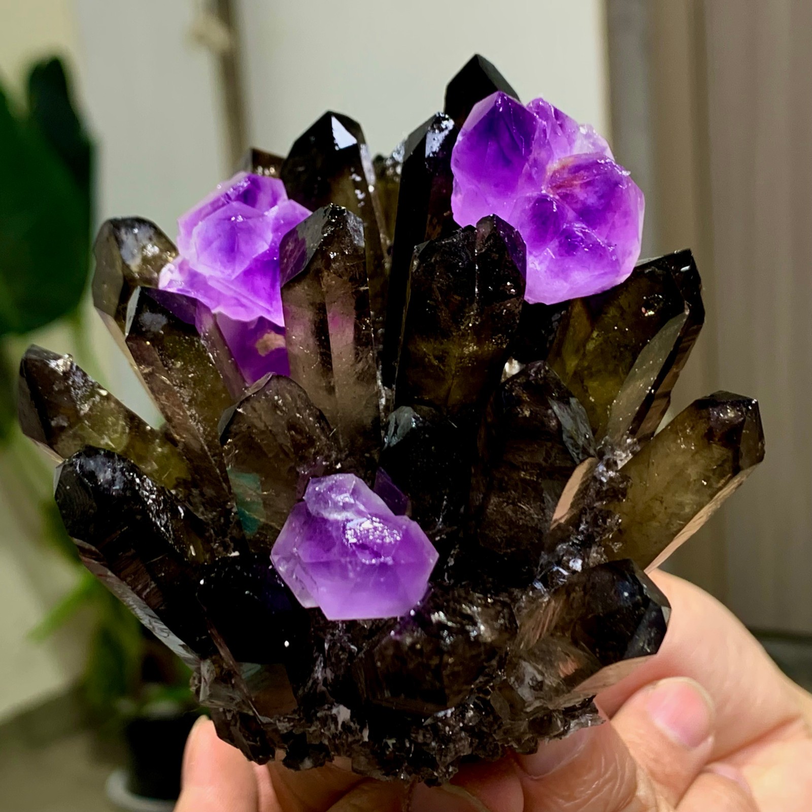 351G New Find black Phantom Quartz with amethyst Crystal Cluster Mineral