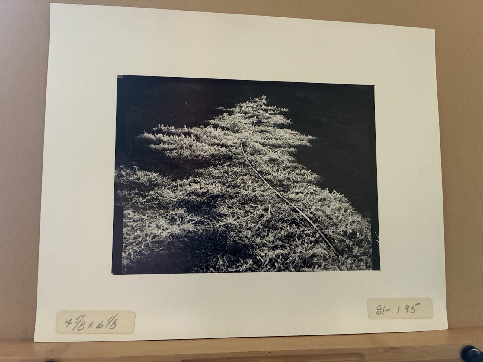 Oliver Gagliani Signed Proof Photograph – Untitled (Icy Grass)