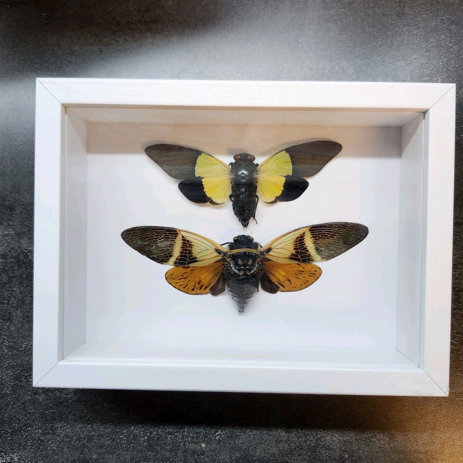 Real Insect Specimen Cicada Bug Shadow box Taxidermy Bug Beetle Butterfly Oddity