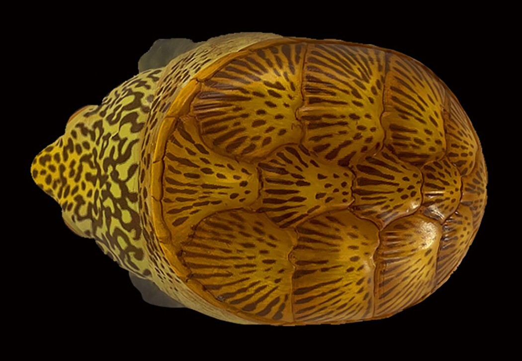【In-Stock】 Animal Heavenly Body Narrow-Bridged Musk Turtle Claudius Statue