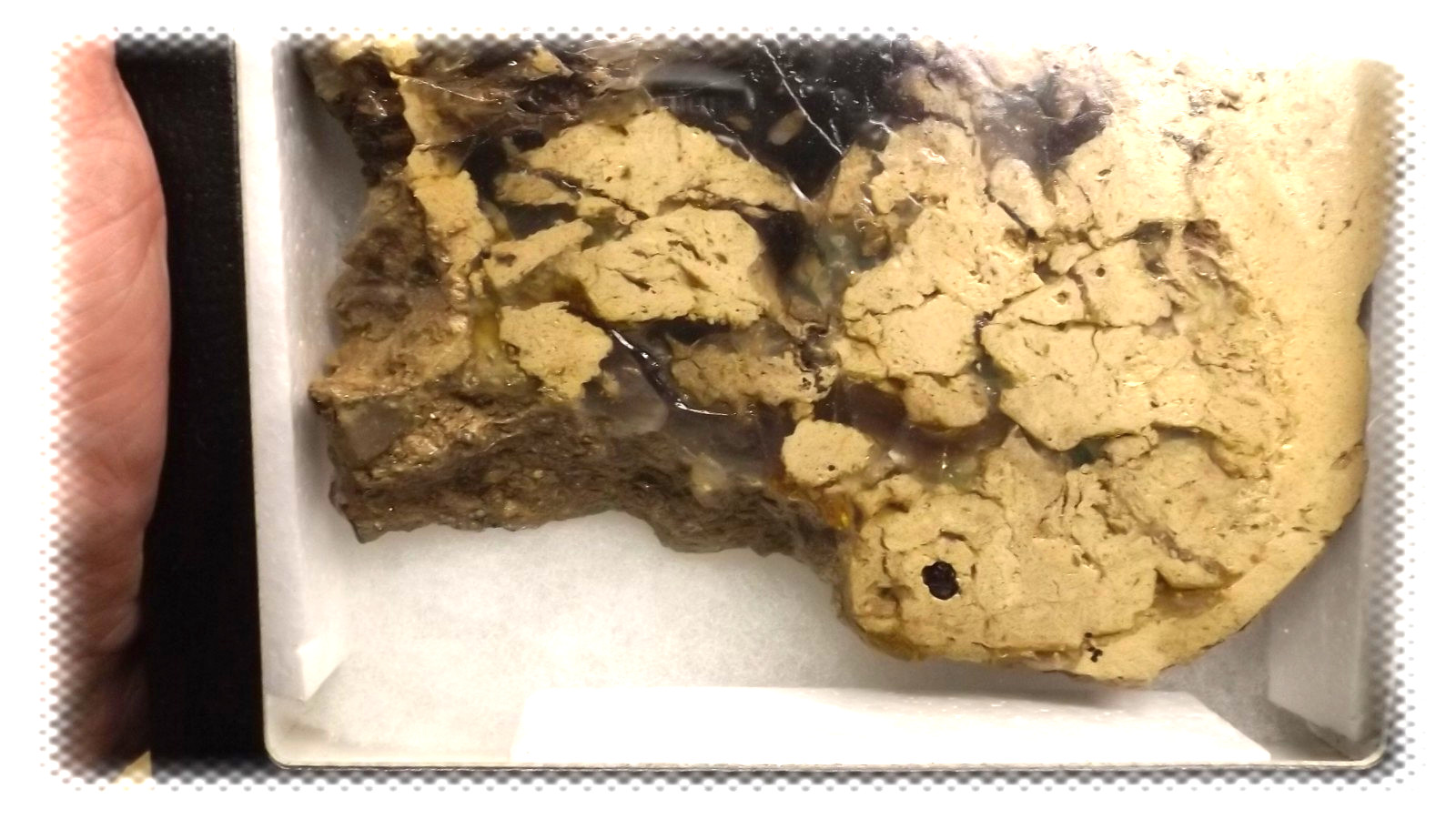 LARGE OPAL ROUGH 13oz 5.5″ VIRGIN VALLEY MONTMORILLONITE STONE w/ FOSSIL WOOD