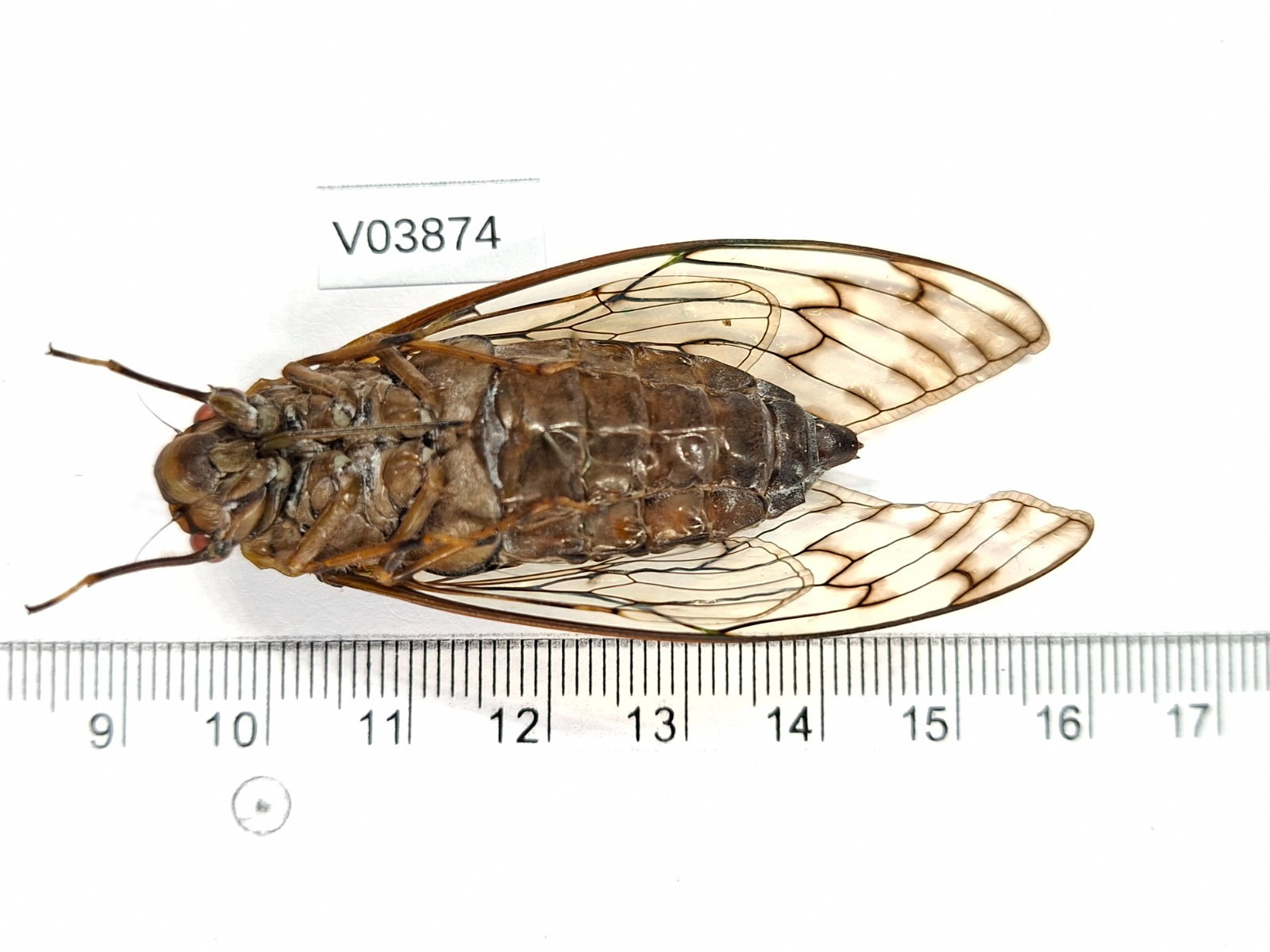 V03874. Unmounted insects, Cicada sp. North Vietnam
