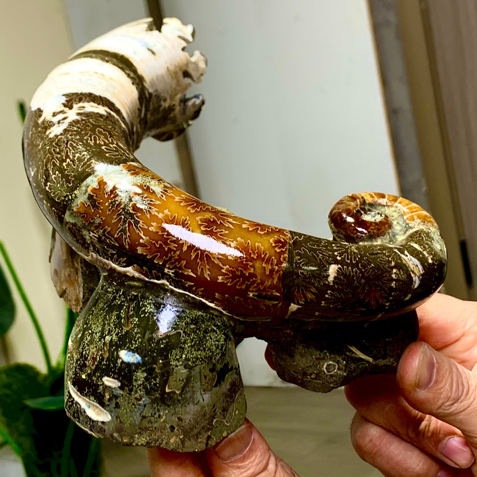3.23LB Rare elephant trunkTentacle Ammonite Specimen Repaired Healing Madagascar