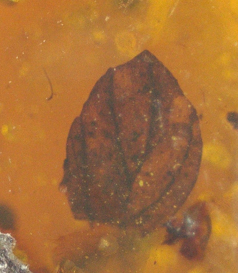 Spotted Leaf with Branch Insects in Burmese Burmite Amber Fossil Dinosaur Age