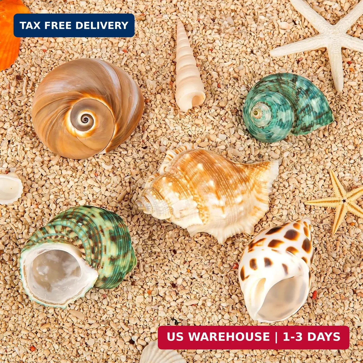 5PCS Hermit Crab Shells | Natural Sea Conch Size 2.1″ – 2.8″, Opening Size 0.9″