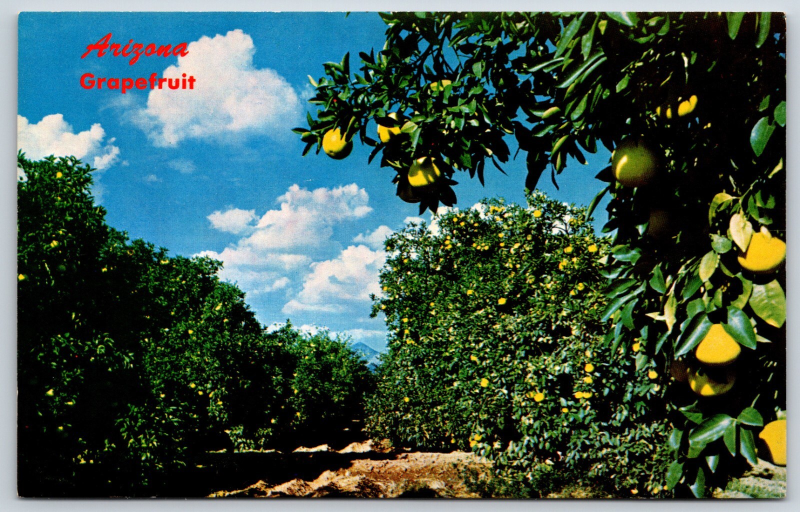 Postcard Arizona Grapefruit, Desert Grapefruit, Arizona Unposted