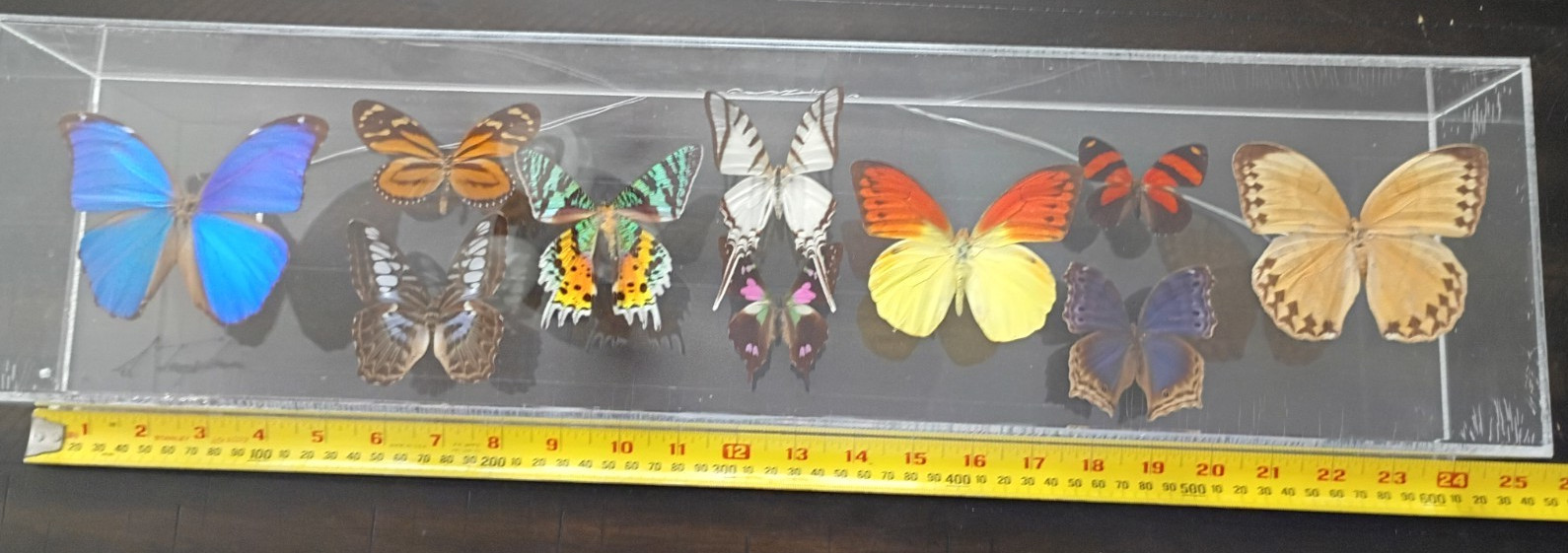 Butterfly Taxidermy Display Collection –Super Impressive –Very Collectable
