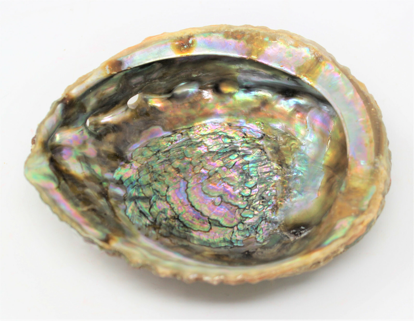 Smudge Kit Large Abalone Shell Wooden Stand & 3 x 4″ Blue Sage Smudge Bundles