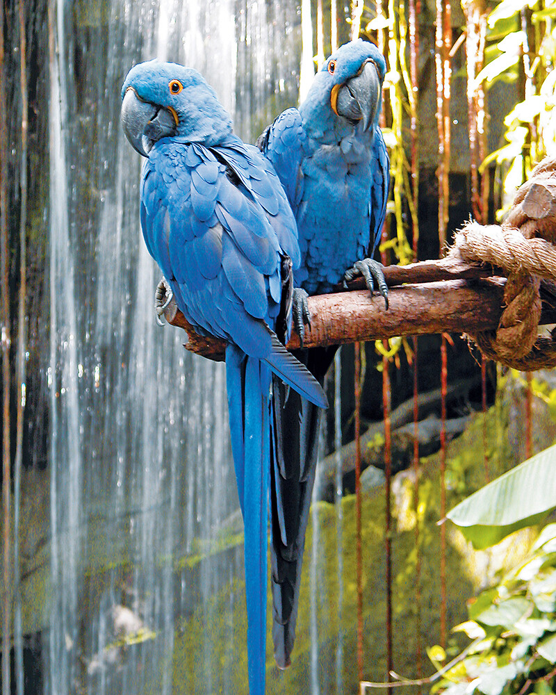Hyacinth Macaws Photograph 8″ X 10″
