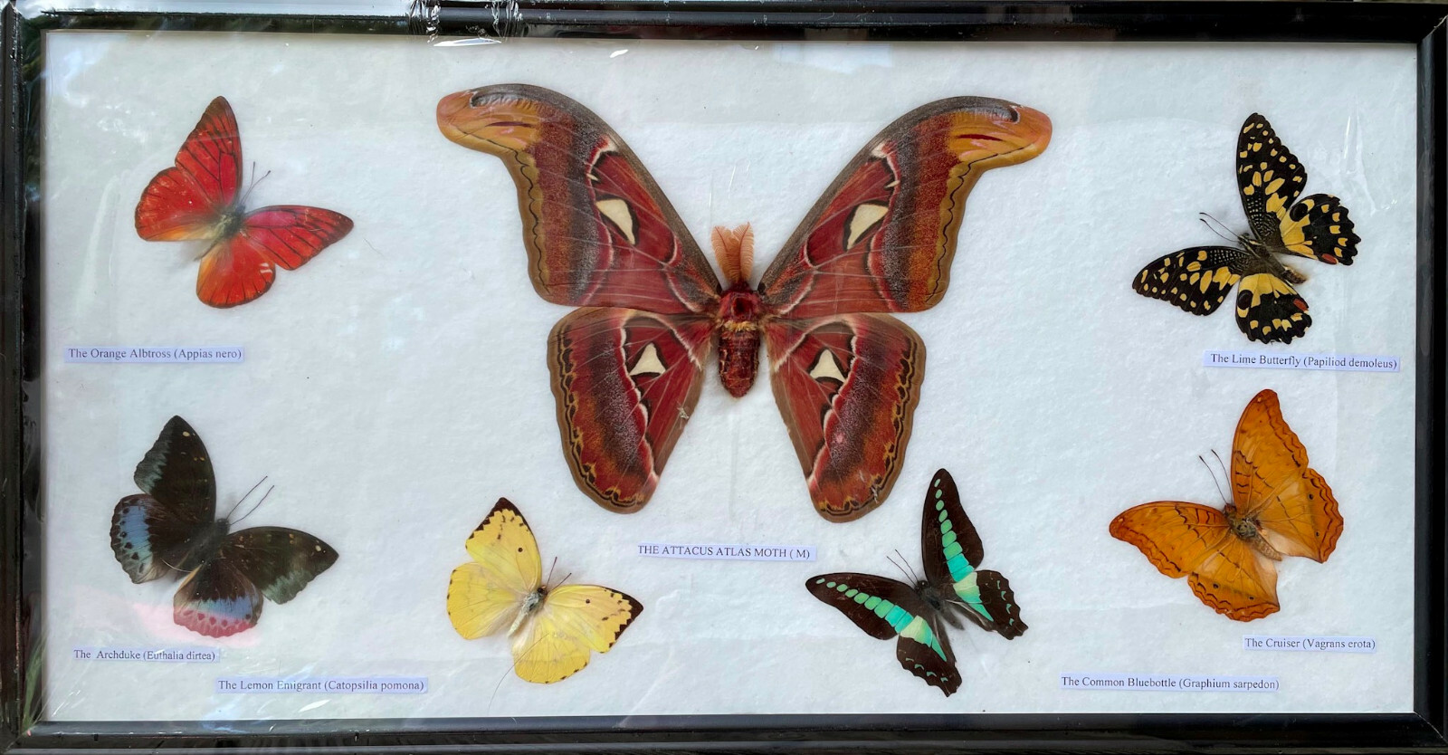 Butterfly (6) & Moth Assorted Insect Specimens set in Wood Frame 18.5×10 Variety