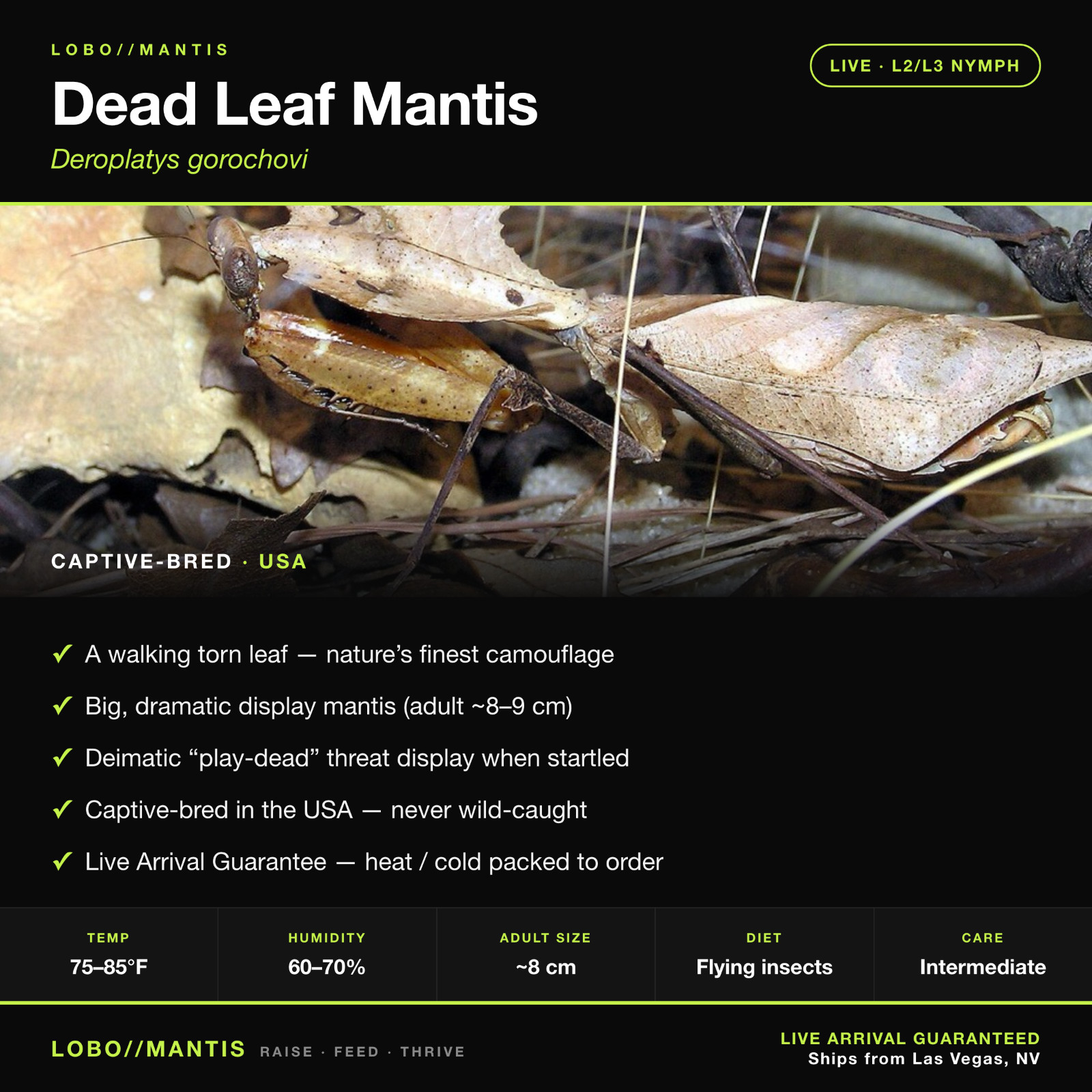 Dead Leaf Praying Mantis Deroplatys Gorochovi Live I2/I3 Nymph