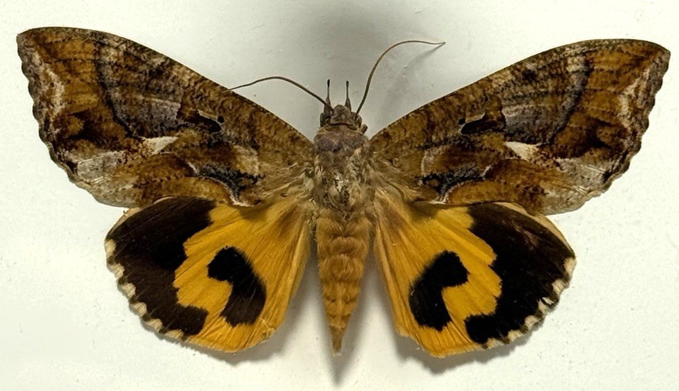 DENTON BROTHERS WELLESLEY MA ANTIQUE MOUNTED FRUIT MOTH SPECIMEN TABLET